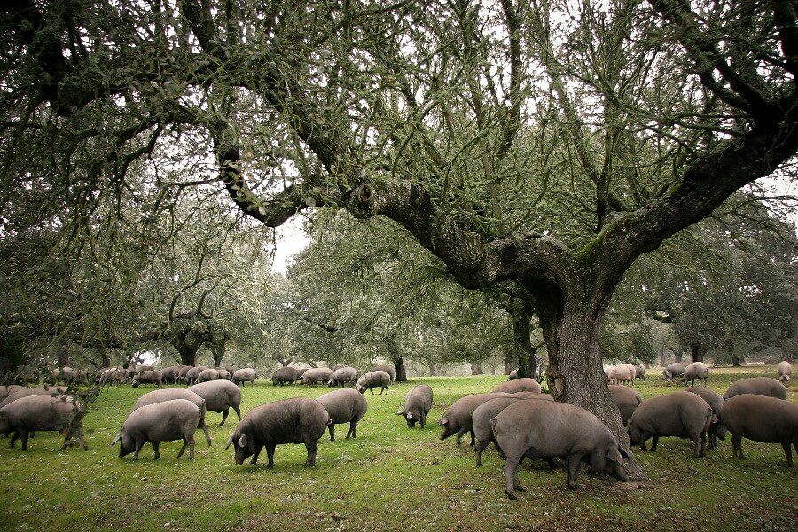 Cerdos ibéricos entre encinas en la dehesa