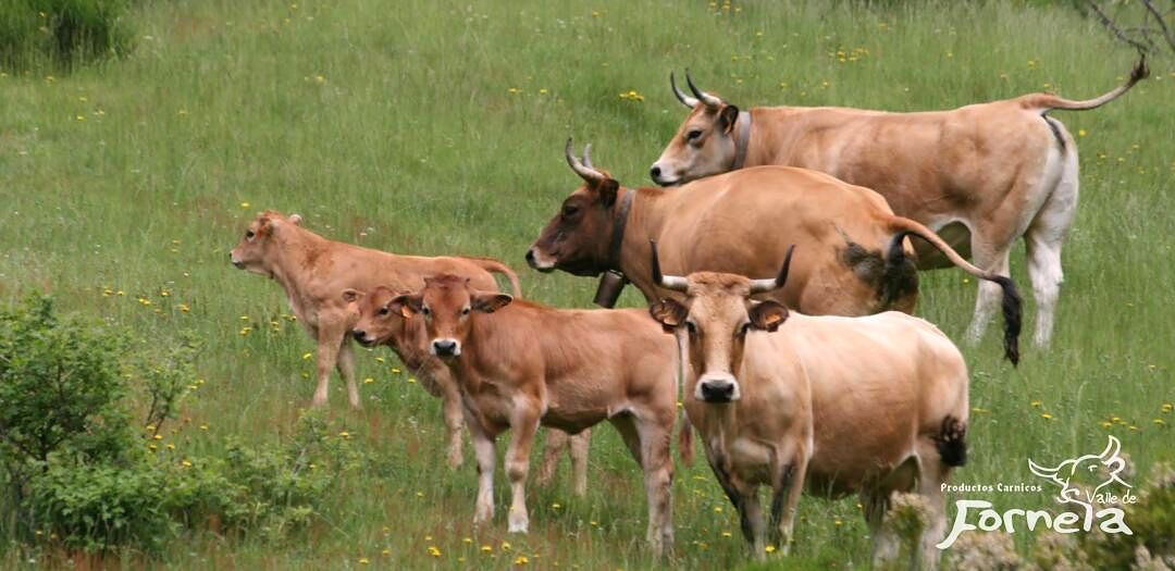 Vacas pastando en libertad en los prados del Valle de Fornela